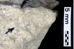 Foto (Detailansicht) von Pithonoton marginatum (von Meyer, 1842) (NHMW-GEO-1990-0041-0120)